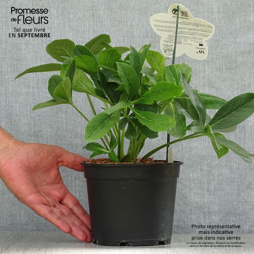 Helleborus hybridus ViV Clarissa 2L/3L pot sample as delivered in autumn