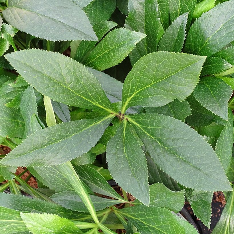 Helleborus hybridus ViV Eleonora (Foliage)