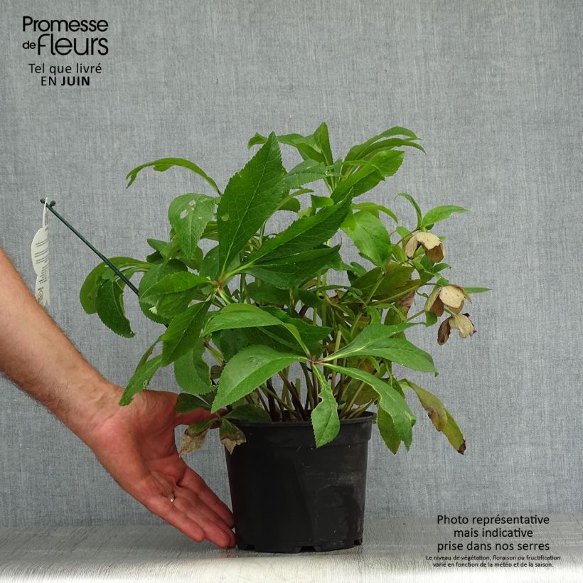 Helleborus hybridus ViV Eleonora 2L/3L pot sample as delivered in summer