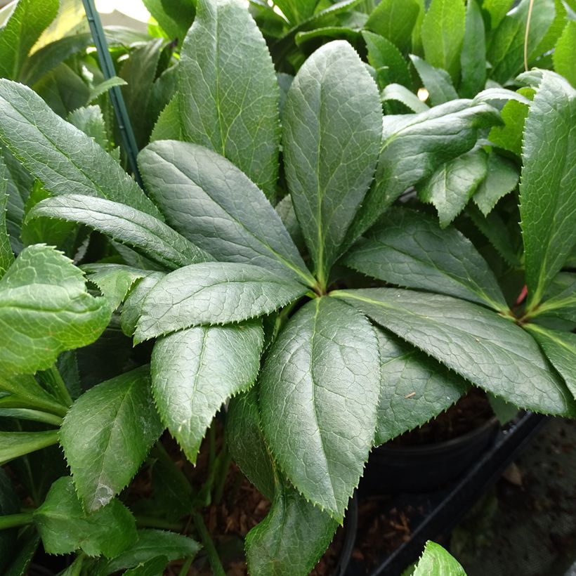 Helleborus hybridus ViV Eloisa (Foliage)