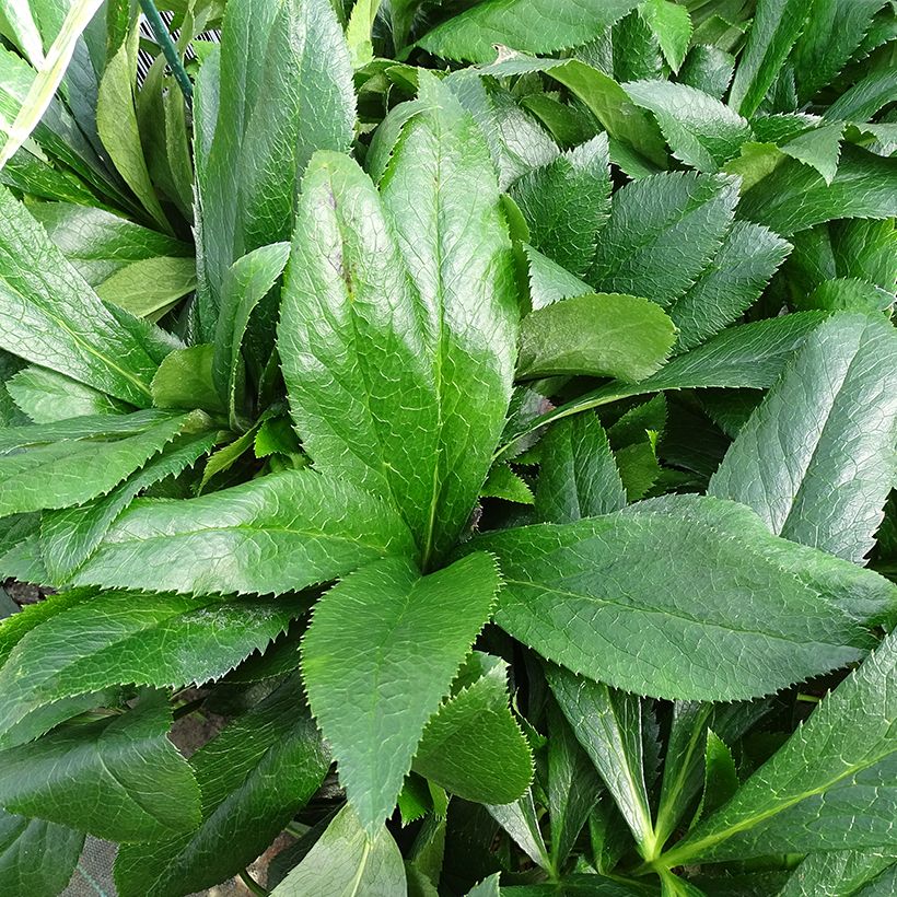 Helleborus hybridus ViV Elsa (Foliage)