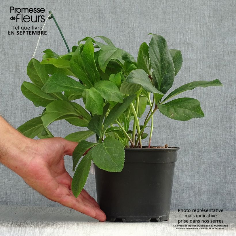 Helleborus hybridus ViV Gianina 2L/3L pot sample as delivered in autumn