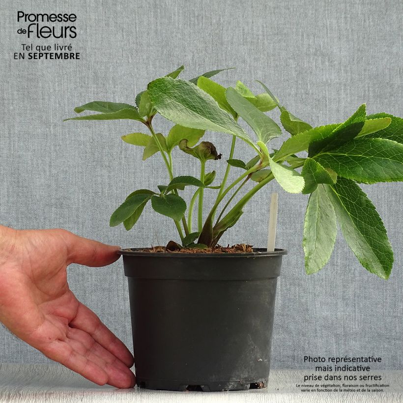 Helleborus hybridus ViV Giorgia 2L/3L pot sample as delivered in autumn
