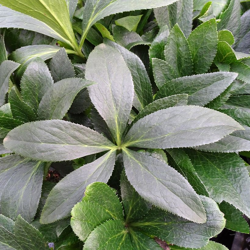 Helleborus hybridus ViV Halina (Foliage)