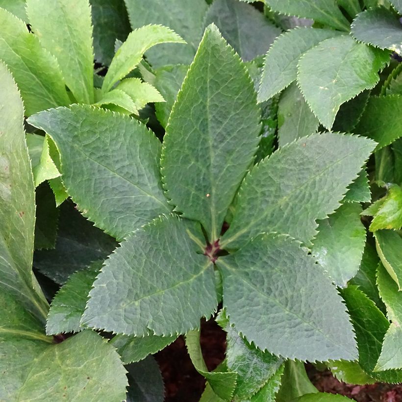 Helleborus hybridus ViV Isabella (Foliage)