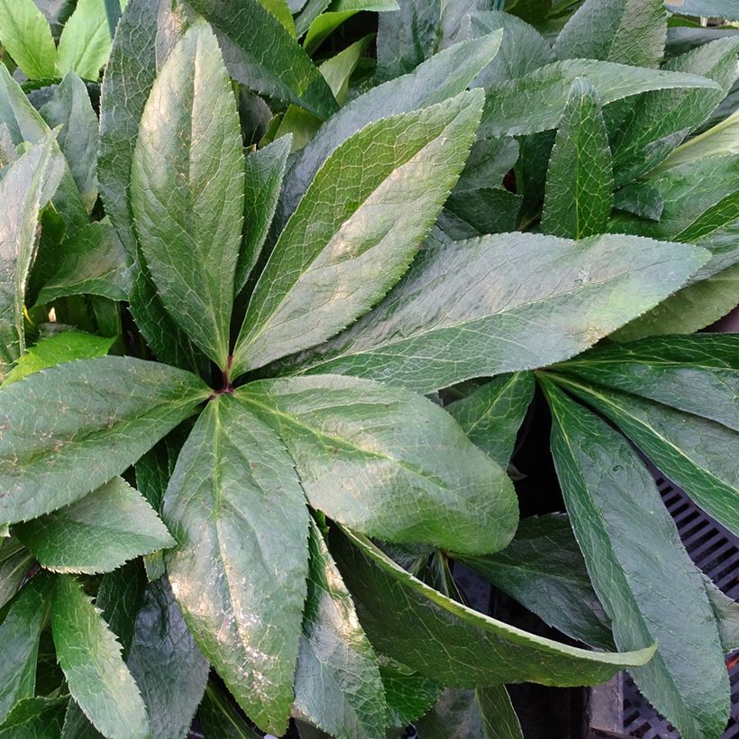 Helleborus hybridus ViV Laura (Foliage)