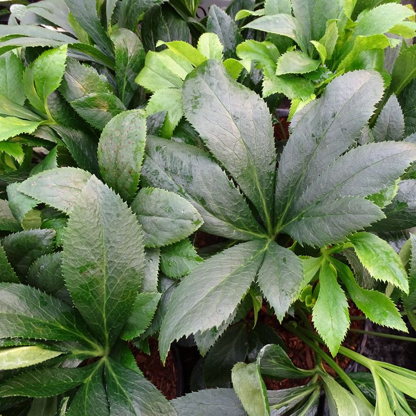 Helleborus hybridus ViV Liliana (Foliage)