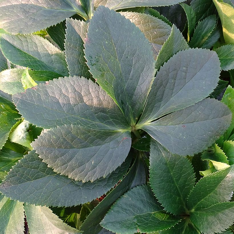 Helleborus hybridus ViV Lucrezia (Foliage)