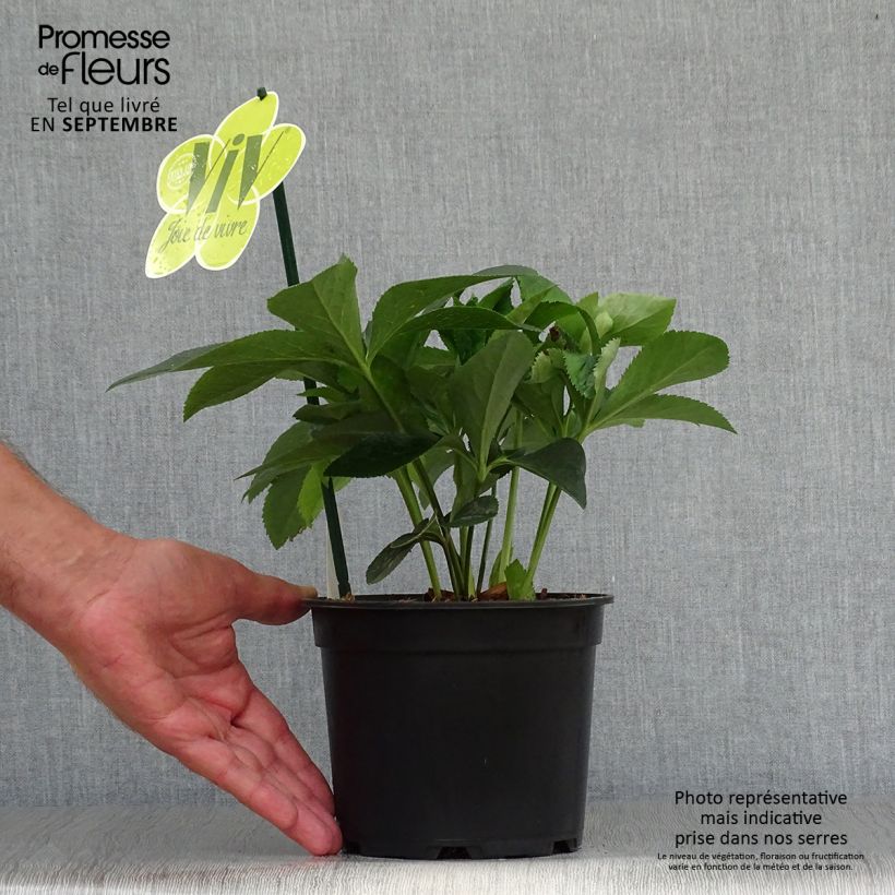 Helleborus hybridus ViV Lucrezia 2L/3L pot sample as delivered in autumn