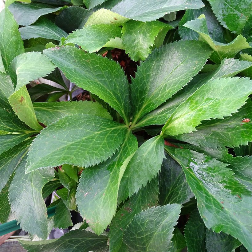 Helleborus hybridus ViV Micaela (Foliage)