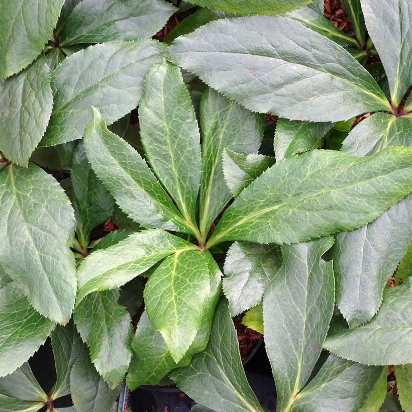 Helleborus hybridus ViV Rosa (Foliage)
