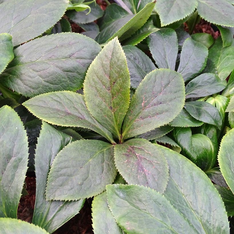 Helleborus hybridus ViV Serafina (Foliage)