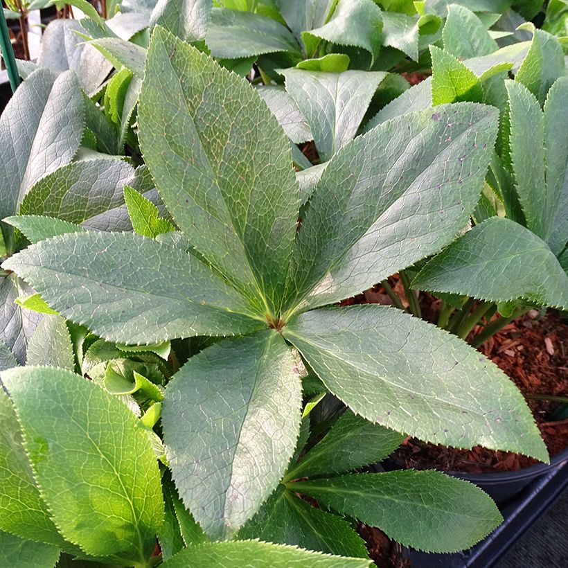 Helleborus hybridus ViV Teresa (Foliage)