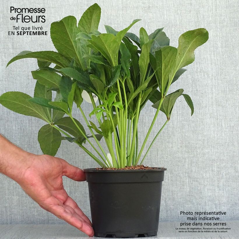 Helleborus hybridus ViV Vera 2L/3L pot sample as delivered in autumn