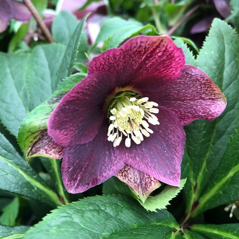 Helleborus hybridus ViV Victoria (Flowering)