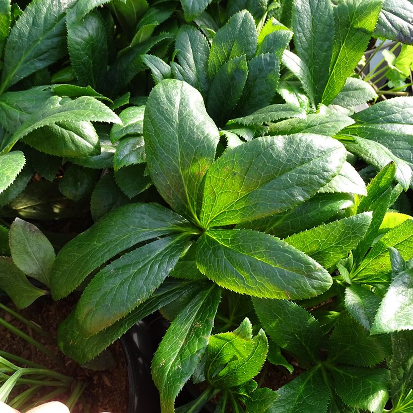 Helleborus hybridus ViV Victoria (Foliage)
