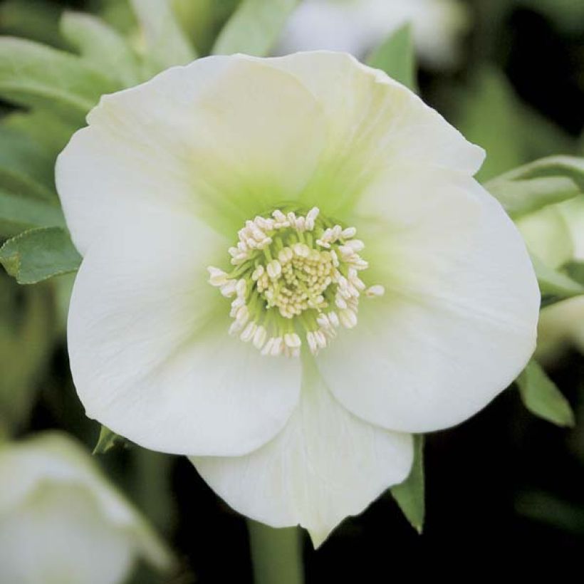 Helleborus hybridus White (Flowering)