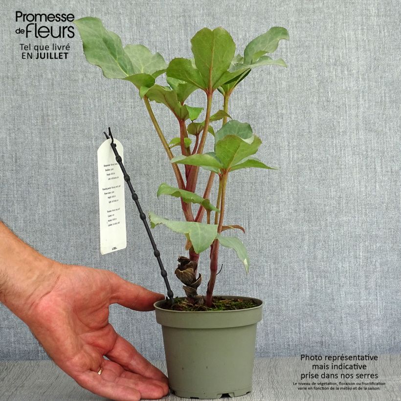 Helleborus sternii Remi 1L/1.5L pot sample as delivered in summer