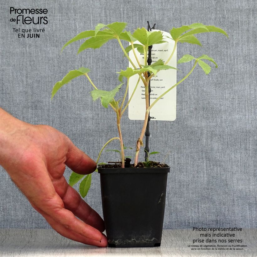 Helleborus sternii Remi 12cm pot sample as delivered in summer