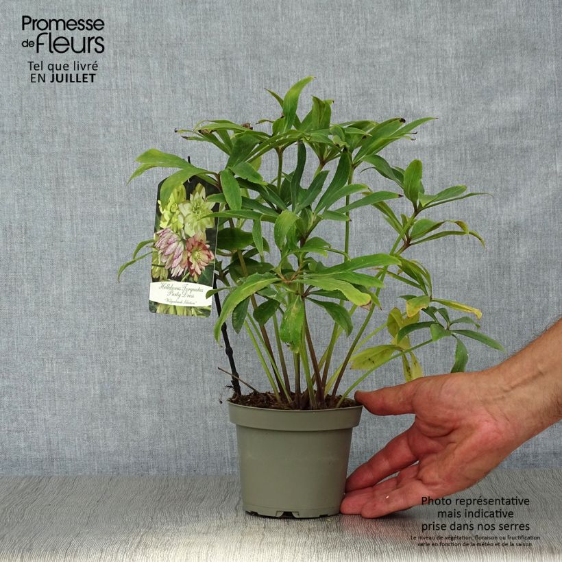 Helleborus torquatus Party Dress Hybrid 12cm pot sample as delivered in summer