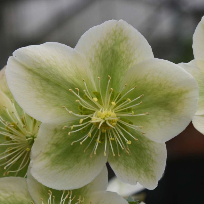 Helleborus nigercors Royal Sofia (Flowering)