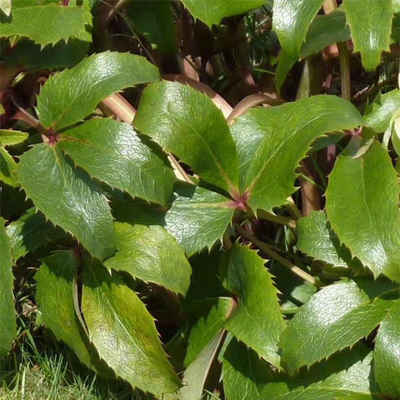 Helleborus argutifolius (Foliage)