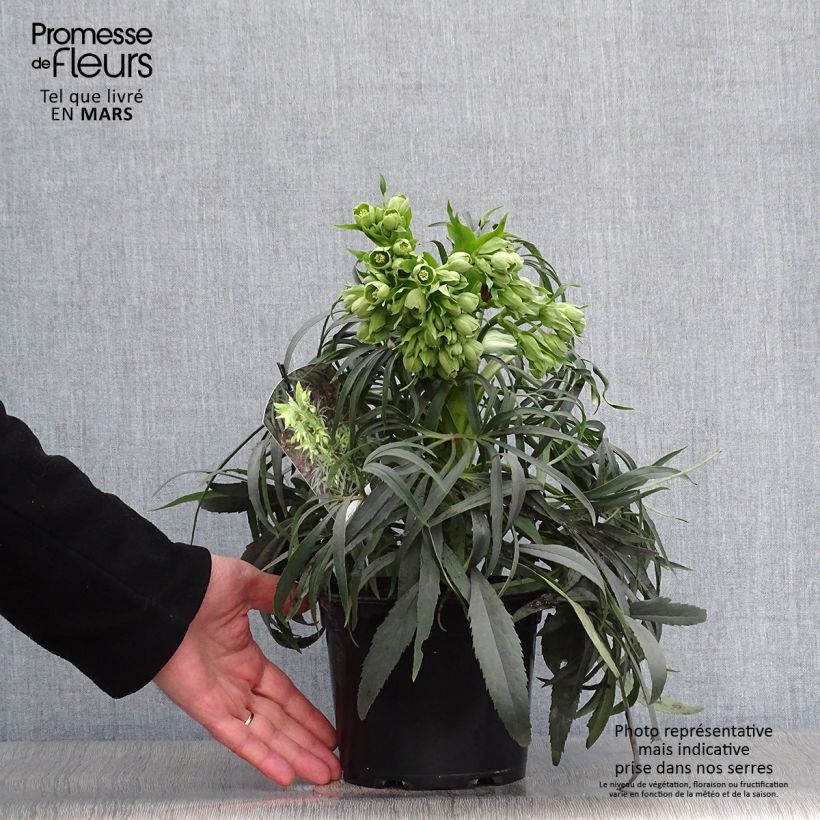 Helleborus foetidus Sopron en pot de 1/1,5 litre sample as delivered in spring