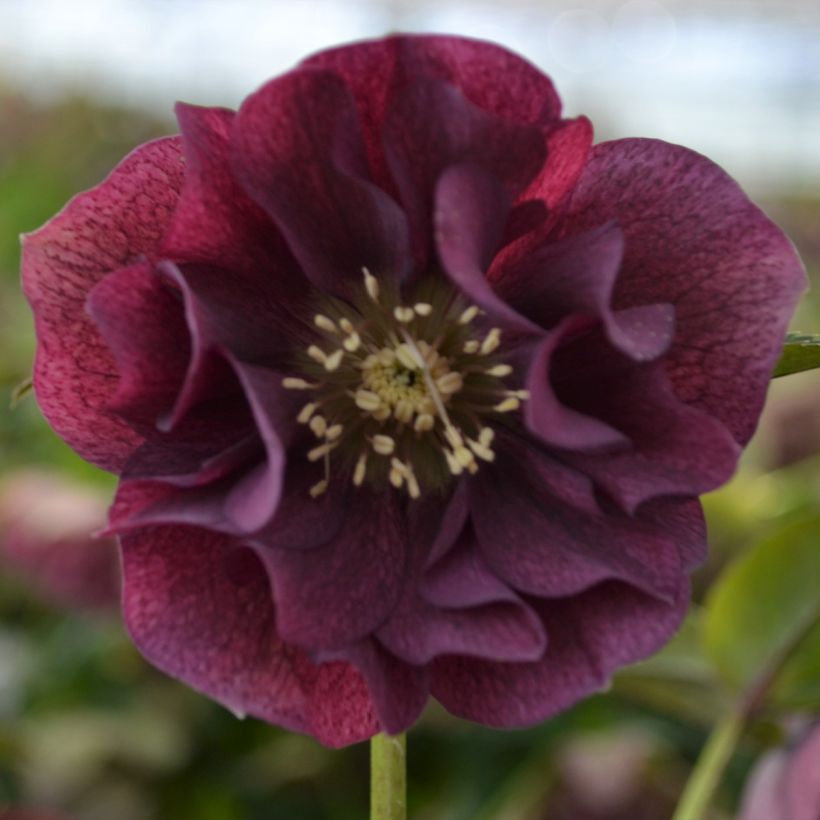 Helleborus hybridus ViV Isabella (Flowering)