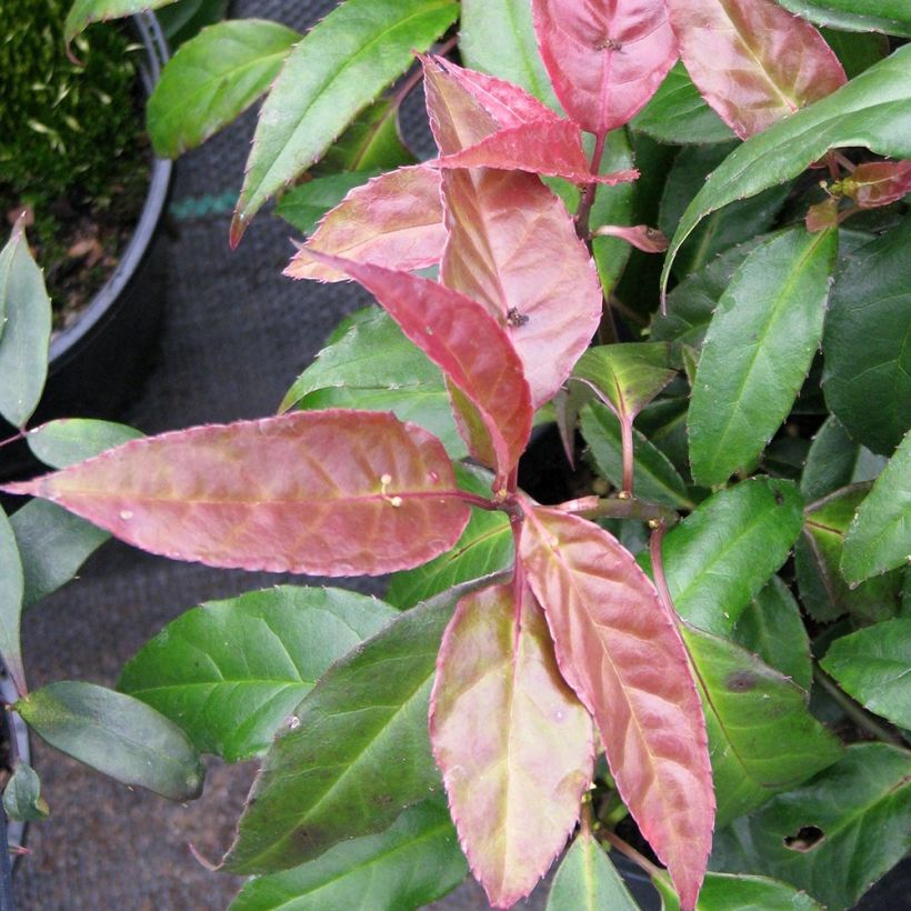 Helwingia chinensis (Foliage)