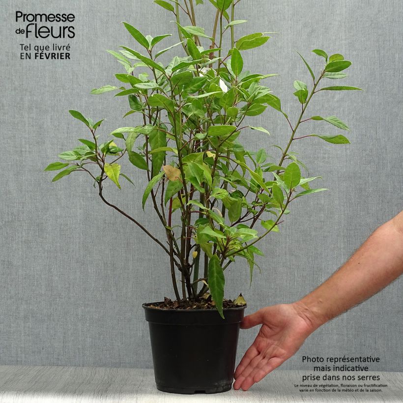 Helwingia chinensis 2L/3L pot sample as delivered in autumn