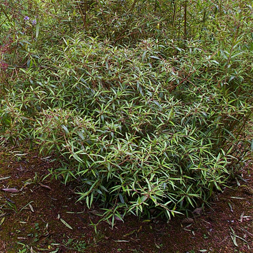 Helwingia chinensis Narrow Leaves (Plant habit)