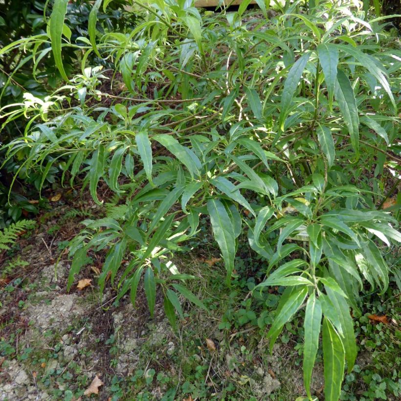 Helwingia himalaica (Foliage)