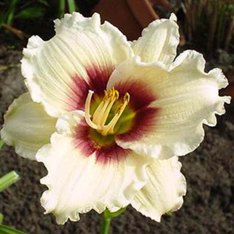Hemerocallis Pandoras Box - Daylily (Flowering)