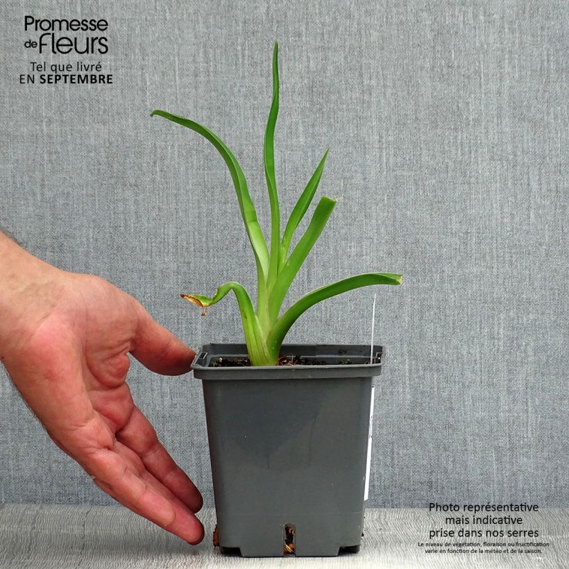 Hemerocallis Alaqua - Daylily 1L/1.5L pot sample as delivered in summer
