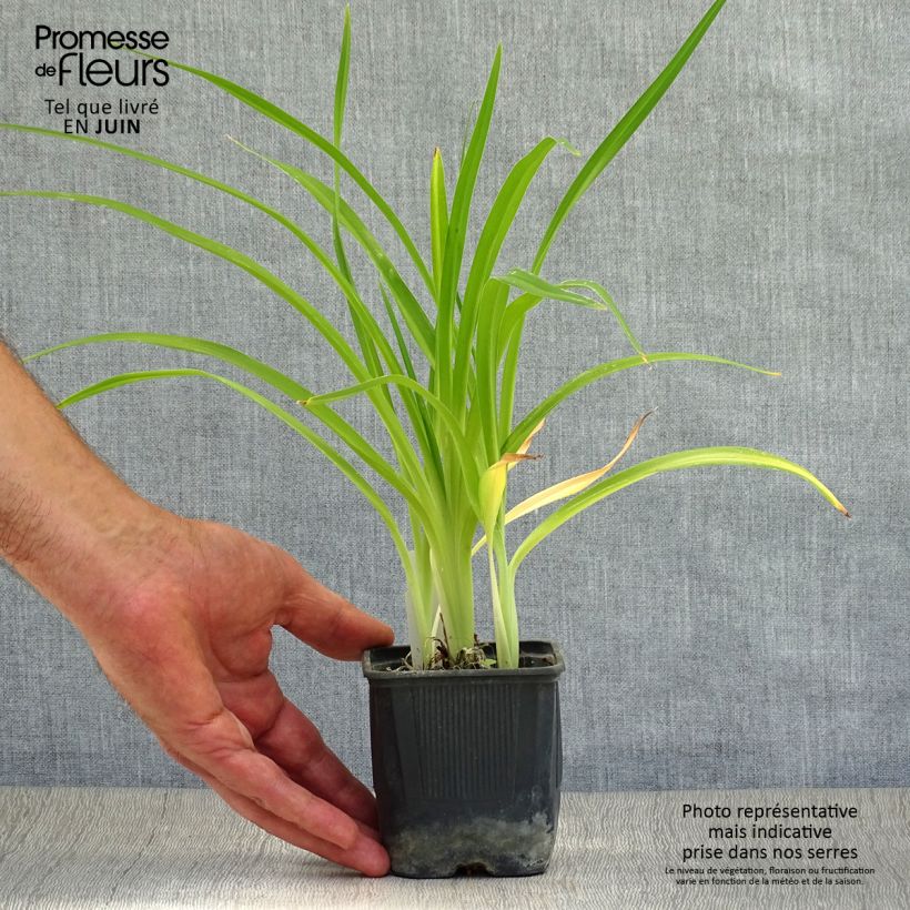 Hemerocallis Alice in Wonderland - Daylily 8/9 cm pot sample as delivered in summer