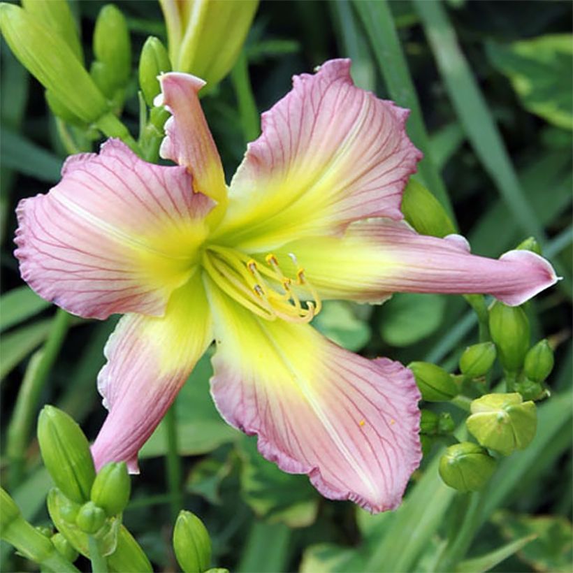 Hemerocallis Amerstone Amethyst Jewel - Daylily (Flowering)