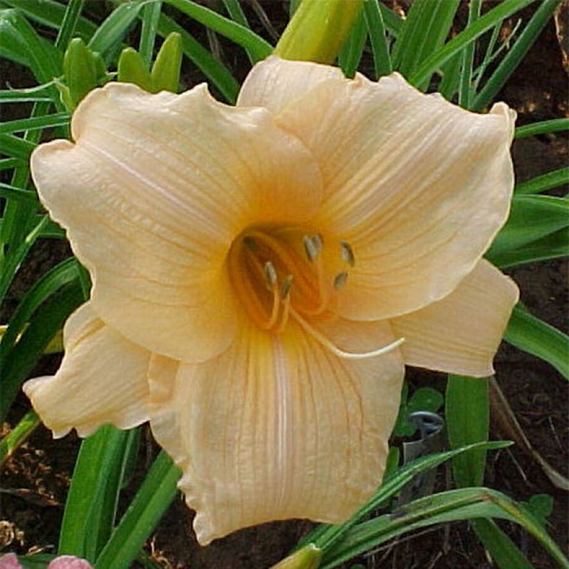 Hemerocallis Annie Welch - Daylily (Flowering)
