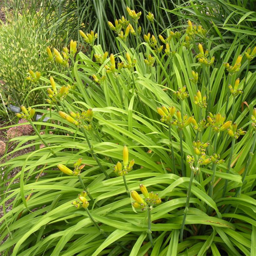 Hemerocallis Annie Welch - Daylily (Plant habit)