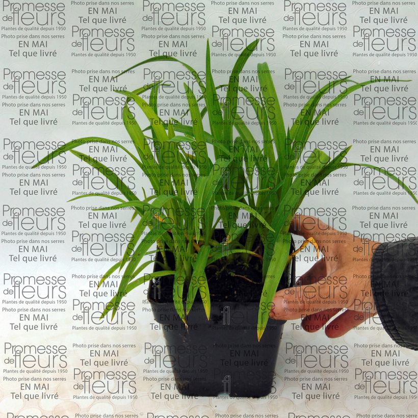 Example of Hemerocallis Baby Betsy - Daylily specimen as delivered