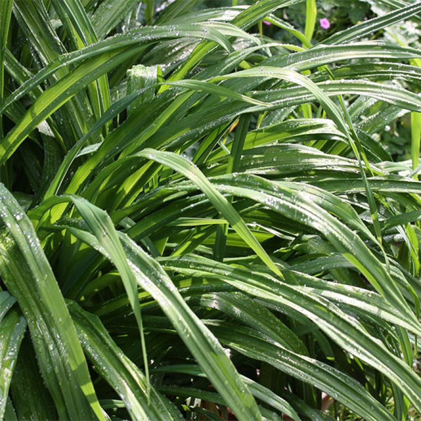 Hemerocallis Bandit Man - Daylily (Foliage)