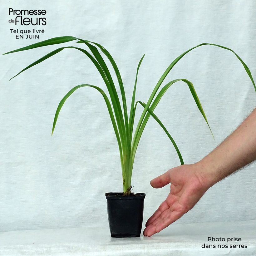 Hemerocallis Bela Lugosi - Daylily 1L/1.5L pot sample as delivered in summer