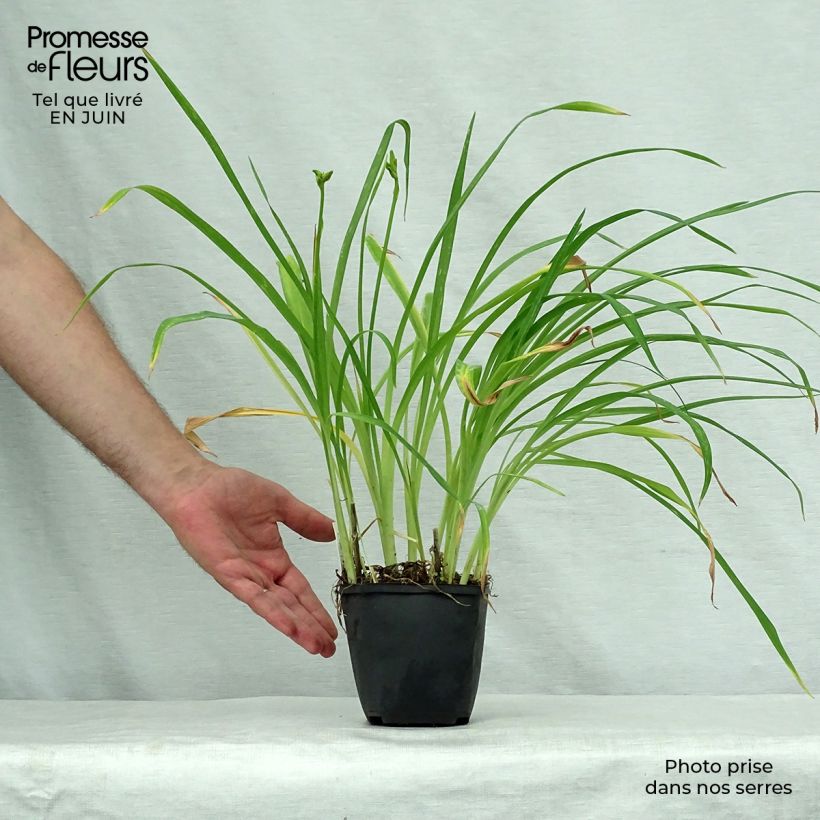 Hemerocallis Black Prince - Daylily 8/9 cm pot sample as delivered in summer