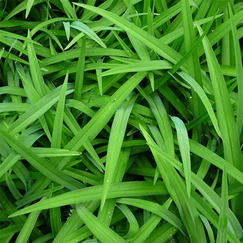 Hemerocallis Cameroons - Daylily (Foliage)
