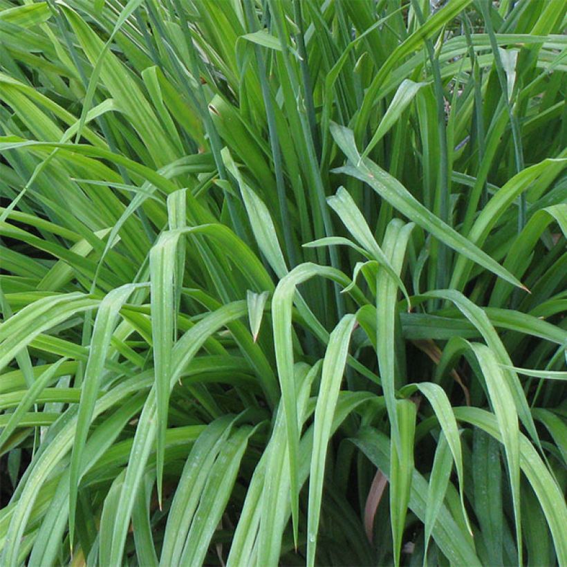 Hemerocallis Carnival Flair - Daylily (Foliage)