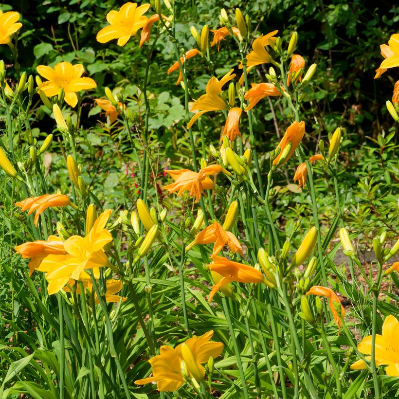 Hemerocallis Cartwheels - Daylily (Plant habit)