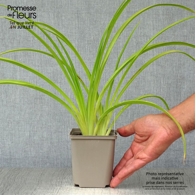 Hemerocallis Catherine Woodbury - Daylily 8/9 cm pot sample as delivered in summer