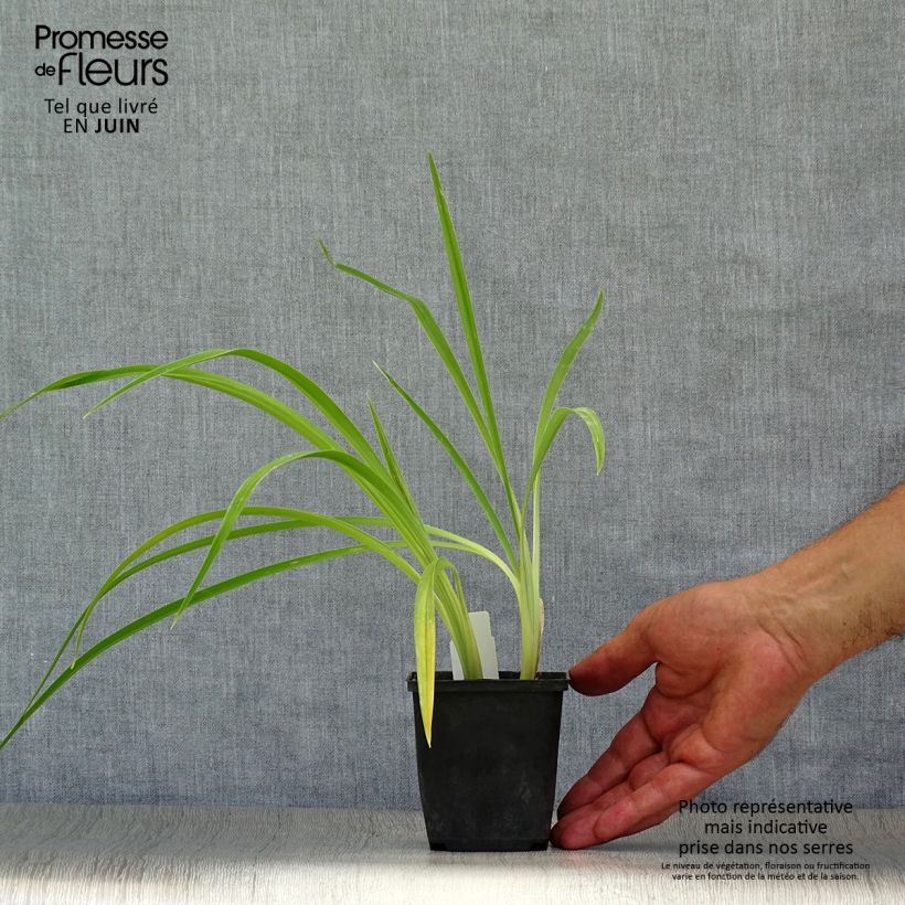 Hemerocallis Chicago Knobby - Daylily 8/9 cm pot sample as delivered in summer