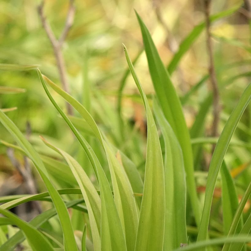 Hemerocallis Chicago Sunrise - Daylily (Foliage)