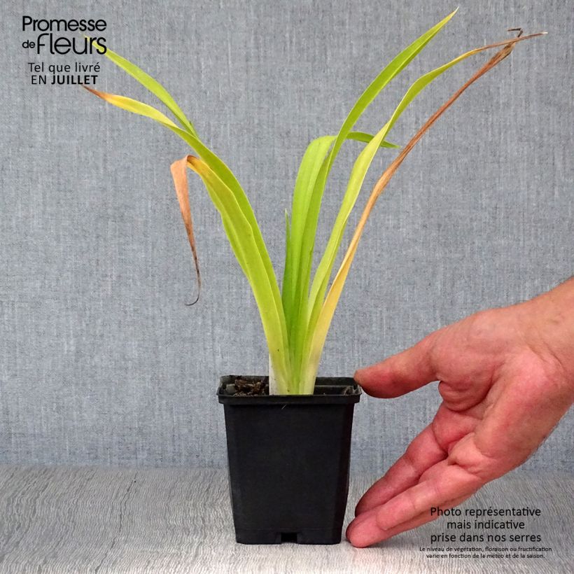 Hemerocallis Chicago Sunrise - Daylily 8/9 cm pot sample as delivered in summer
