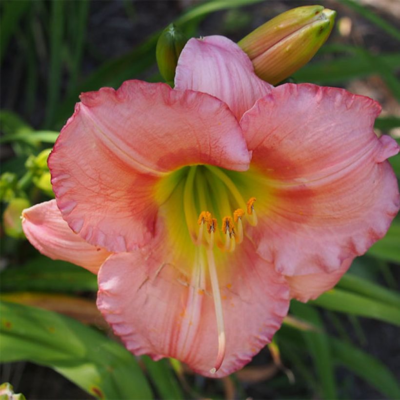 Hemerocallis Chorus Line - Daylily (Flowering)